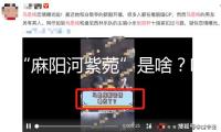 “麻陽河紫菀”是啥？咋發(fā)現(xiàn)的？