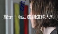 提示！雨后遇到這種大蝸牛千萬別碰