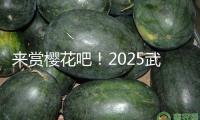 來賞櫻花吧！2025武漢櫻花花期預(yù)告出爐