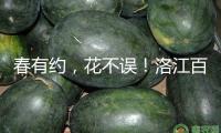 春有約，花不誤！洛江百畝櫻花開放迎客