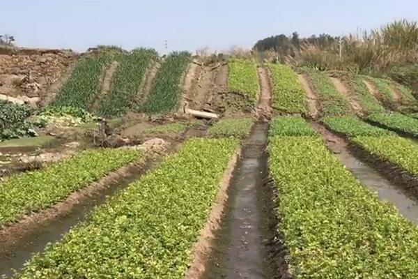 【黑料每日爆料】康復(fù)以總理辦公室此前表明