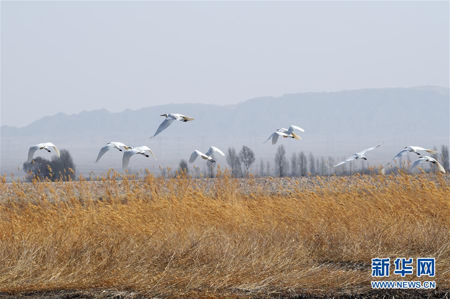 【黑爆料網(wǎng)】反而會(huì)下降柳樹飛絮濃度