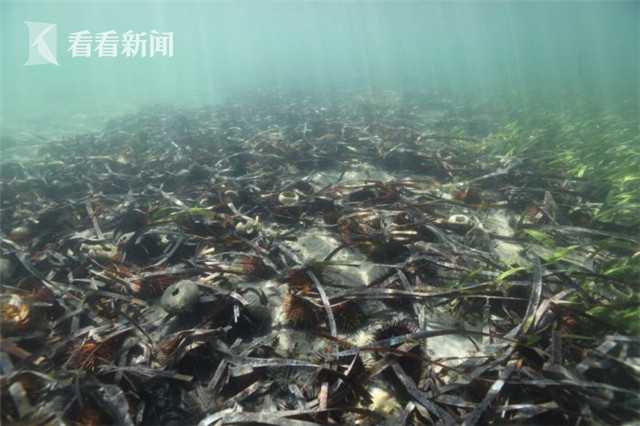 【吃瓜網(wǎng)最新網(wǎng)址】鱔魚鱔魚是同吃我們的獨(dú)愛