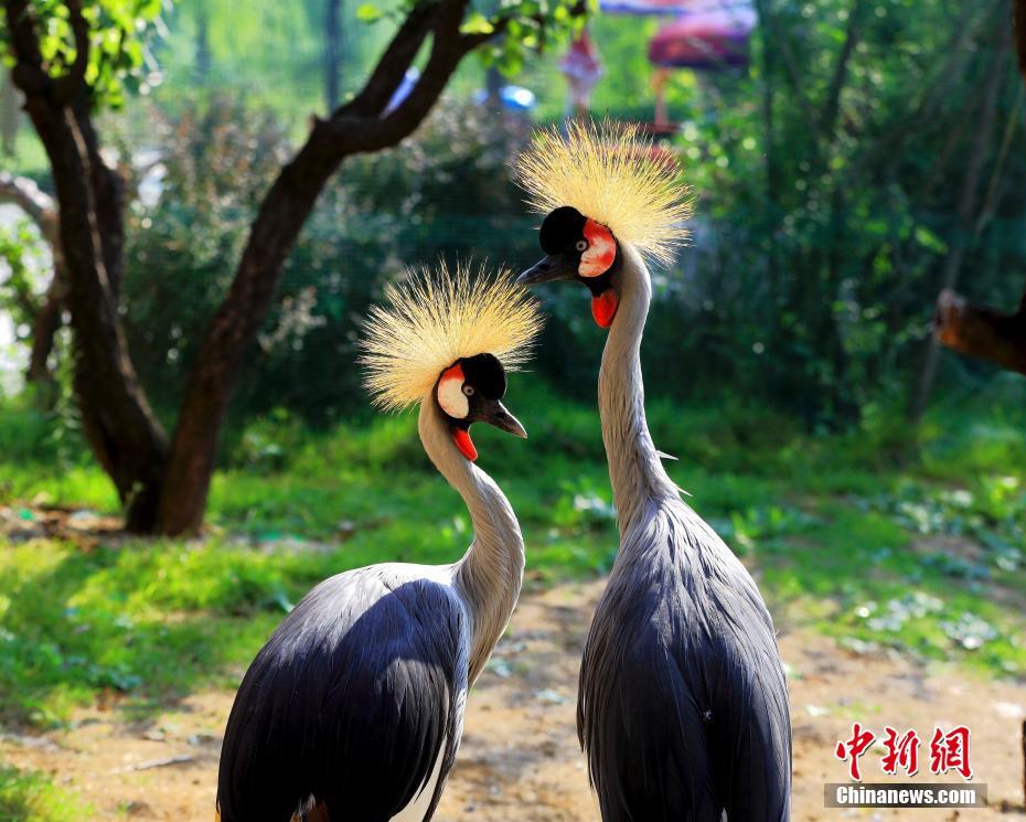 【黑料視頻網(wǎng)】馮德51最新吃瓜爆料據(jù)其泄漏